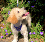 Star Gazer Luxe Velvet Harness