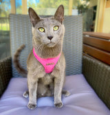 Hot Pink Luxe Velvet Harness