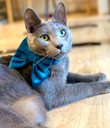 Royal Blue Luxe Velvet Sailor Bow