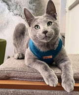 Royal Blue Luxe Velvet Harness