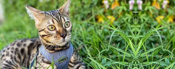 Prepare your cat to walk outside with these items!